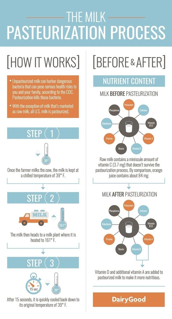 Infographic explaining the milk pasteurization process, showing how milk is heated to kill harmful bacteria and comparing nutrient content before and after pasteurization.