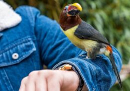 Raptor festival lake st clair metropark live birds presentation with colorful bird perched on arm during interactive wildlife experience