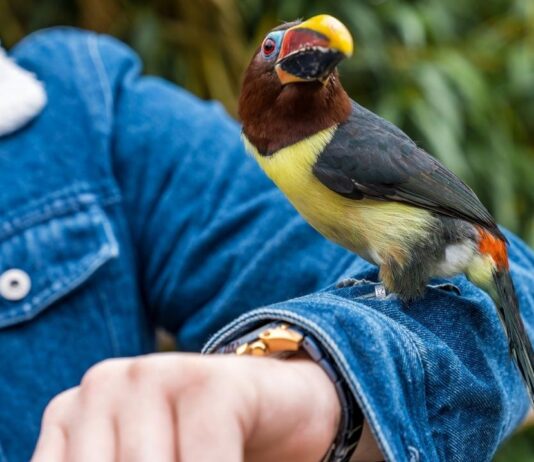 Raptor festival lake st clair metropark live birds presentation with colorful bird perched on arm during interactive wildlife experience