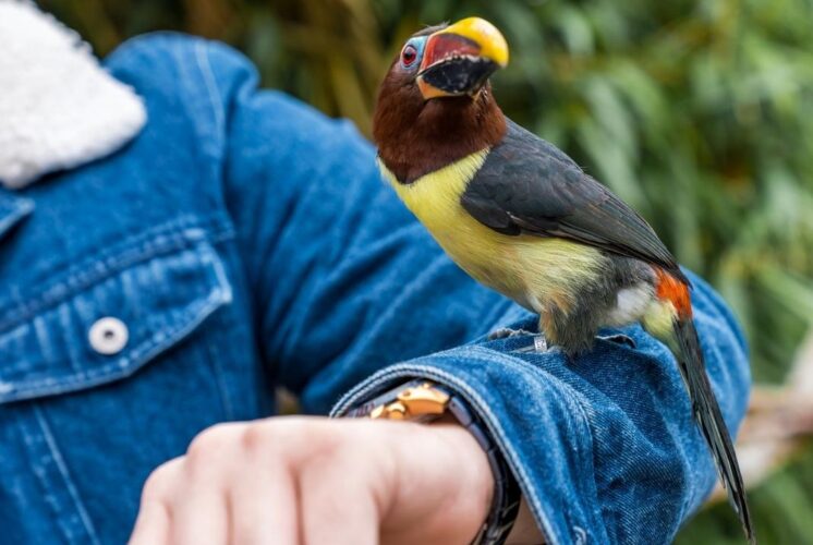 Raptor festival lake st clair metropark live birds presentation with colorful bird perched on arm during interactive wildlife experience