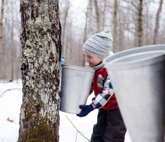 Journey to the Sugarbush at Hudson Mills Metropark with child collecting maple sap from a tree during outdoor maple syrup program