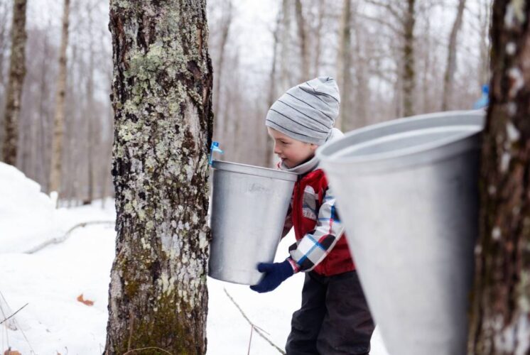 Journey to the Sugarbush at Hudson Mills Metropark with child collecting maple sap from a tree during outdoor maple syrup program