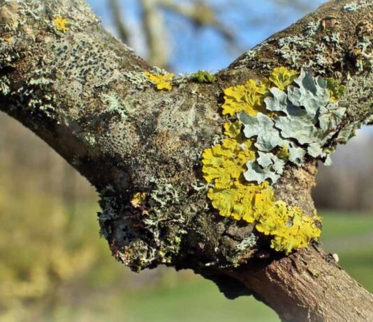 Love on the Rocks discovering lichens showing colorful lichens on tree bark during a guided outdoor nature walk for families.