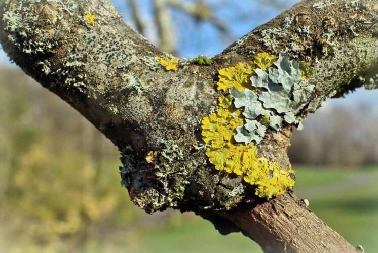Love on the Rocks discovering lichens showing colorful lichens on tree bark during a guided outdoor nature walk for families.