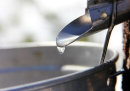 Nourished by Nature Maple Sugaring at Wolcott Mill Metropark Farm Center showing maple sap dripping from a tapped tree during syrup making program