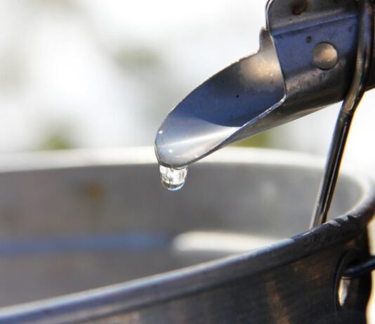 Nourished by Nature Maple Sugaring at Wolcott Mill Metropark Farm Center Nourished by Nature Maple Sugaring at Wolcott Mill Metropark Farm Center showing maple sap dripping from a tapped tree during syrup making program