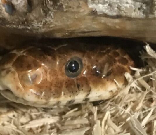 Winter Hike and Hot Cocoa at Wayne County Parks Snake spotted during Winter Hike and Hot Cocoa wildlife discovery on the snowy trails at Wayne County Parks