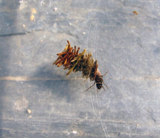 Aquatic Insects Ecology Program at Eddy Discovery Center