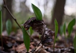 Eliza Howell Park in the Woods: Photography & The Environment at Eliza Howell Park image of spring plants in the woods.