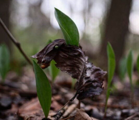 Eliza Howell Park in the Woods: Photography & The Environment at Eliza Howell Park Eliza Howell Park in the Woods: Photography & The Environment at Eliza Howell Park image of spring plants in the woods.