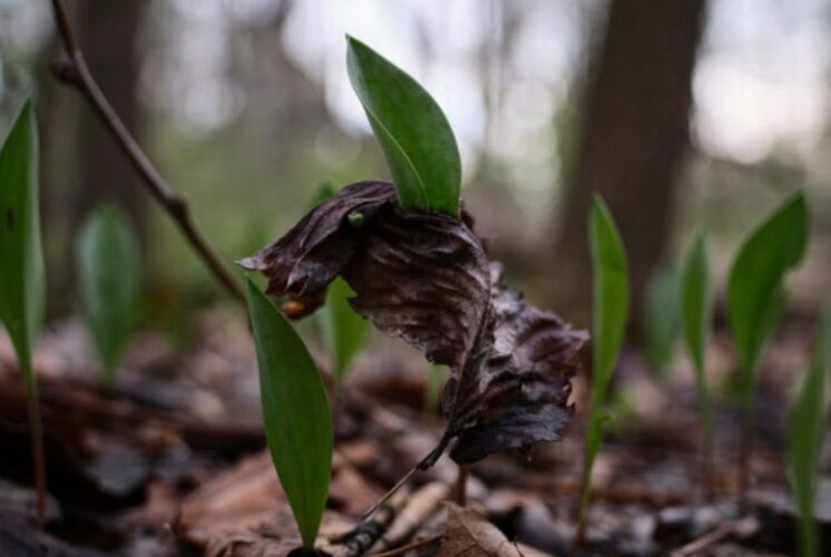 Eliza Howell Park in the Woods: Photography & The Environment at Eliza Howell Park image of spring plants in the woods.