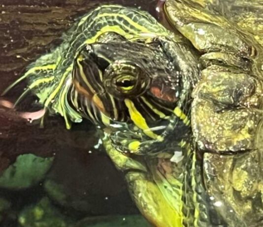 Reptile and Amphibian Encounter at Nankin Mills Interpretive Center featuring a turtle up close during a live animal program for kids