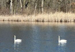 Spring nature hike at Nankin Mills Interpretive Center with swans on water and early spring wildlife along wooded trails