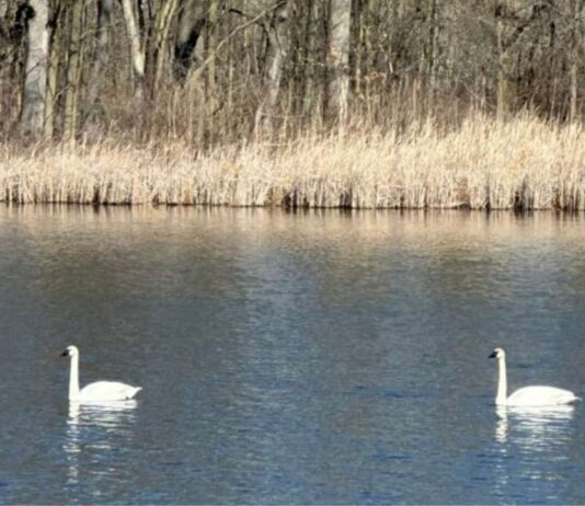 Spring Nature Hike at Nankin Mills Interpretive Center Spring nature hike at Nankin Mills Interpretive Center with swans on water and early spring wildlife along wooded trails