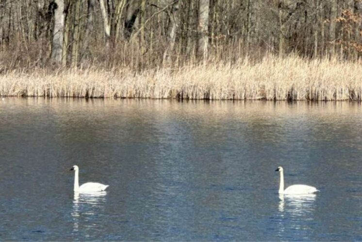 Spring nature hike at Nankin Mills Interpretive Center with swans on water and early spring wildlife along wooded trails