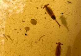 World Aquatic Animal Day Hike at Nankin Mills Interpretive Center featuring fairy shrimp found during a kid friendly aquatic nature hike