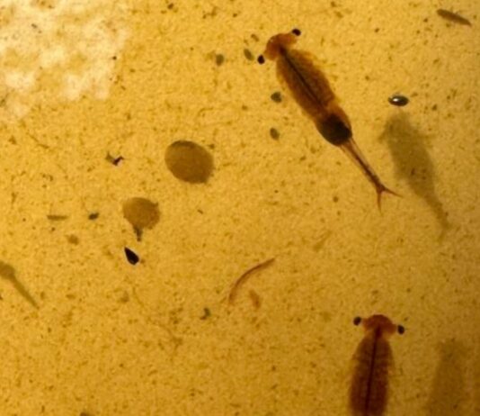 World Aquatic Animal Day Hike at Nankin Mills Interpretive Center World Aquatic Animal Day Hike at Nankin Mills Interpretive Center featuring fairy shrimp found during a kid friendly aquatic nature hike