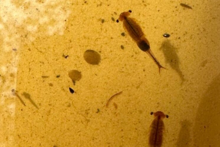 World Aquatic Animal Day Hike at Nankin Mills Interpretive Center featuring fairy shrimp found during a kid friendly aquatic nature hike