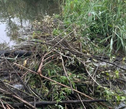 Beaver exploration hike at Nankin Mills Interpretive Center Beaver exploration hike at Nankin Mills Interpretive Center showing a real beaver dam made of sticks in water during nature program