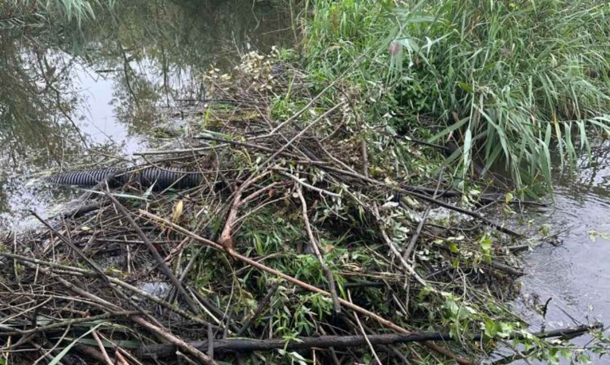 Beaver exploration hike at Nankin Mills Interpretive Center showing a real beaver dam made of sticks in water during nature program