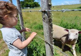 Child feeding a lamb at a farm during a family friendly sheep shearing event with kids learning about animals outdoors