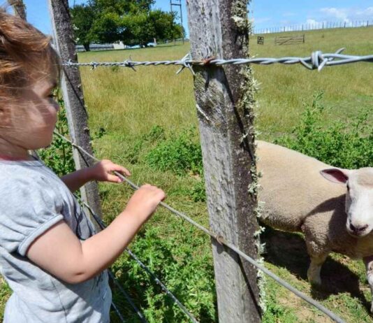 Child feeding a lamb at a farm during a family friendly sheep shearing event with kids learning about animals outdoors